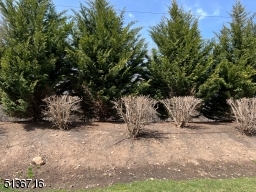 Picture window View from Living Room, Spring has not yet sprung with bush foilage